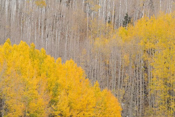 Jaynes Gallery 아티스트의 USA-Colorado-Uncompahgre National Forest Autumn-colored aspens작품입니다.